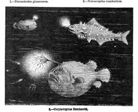 Picture 12 of 26 from Scientific American, Vol. 92, No. 9 (1905) (1905), leaf 11