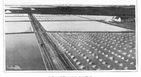 Picture 10 of 29 from Scientific American, Vol. 92, No. 13 (1905) (1905), leaf 7