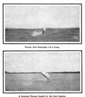 Picture 12 of 27 from Scientific American, Vol. 92, No. 17 (1905) (1905), leaf 11