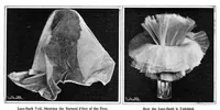 Picture 2 of 27 from Scientific American, Vol. 92, No. 17 (1905) (1905), leaf 3