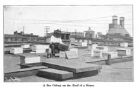 Picture 13 of 30 from Scientific American, Vol. 92, No. 19 (1905) (1905), leaf 10