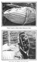 Picture 10 of 22 from Scientific American, Vol. 92, No. 22 (1905) (1905), leaf 10