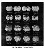 Picture 2 of 21 from Scientific American, Vol. 92, No. 25 (1905) (1905), leaf 3