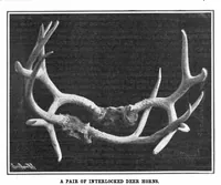 Picture 10 of 19 from Scientific American, Vol. 93, No. 2 (1905) (1905), leaf 10