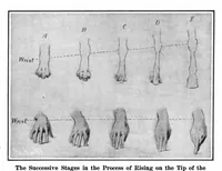 Picture 4 of 18 from Scientific American, Vol. 93, No. 5 (1905) (1905), leaf 4