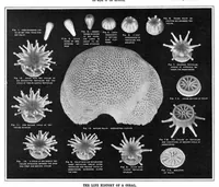 Picture 6 of 17 from Scientific American, Vol. 93, No. 6 (1905) (1905), leaf 7