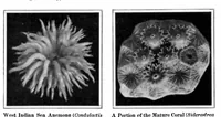 Picture 7 of 17 from Scientific American, Vol. 93, No. 6 (1905) (1905), leaf 7