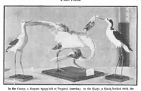 Picture 10 of 27 from Scientific American, Vol. 93, No. 8 (1905) (1905), leaf 10