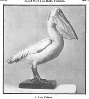 Picture 11 of 27 from Scientific American, Vol. 93, No. 8 (1905) (1905), leaf 10