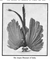 Picture 14 of 27 from Scientific American, Vol. 93, No. 8 (1905) (1905), leaf 11