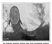 Picture 13 of 18 from Scientific American, Vol. 93, No. 9 (1905) (1905), leaf 10