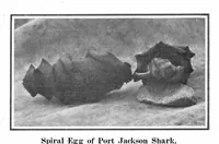 An illustration from Scientific American, Vol. 93, No. 13 (1905) (1905)