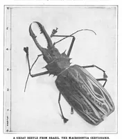 Picture 14 of 26 from Scientific American, Vol. 93, No. 17 (1905) (1905), leaf 10