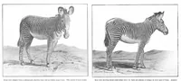 An illustration from Scientific American, Vol. 93, No. 18 (1905) (1905)