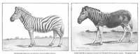 An illustration from Scientific American, Vol. 93, No. 18 (1905) (1905)
