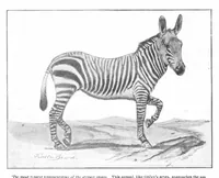 An illustration from Scientific American, Vol. 93, No. 18 (1905) (1905)