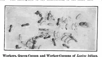 Picture 11 of 25 from Scientific American, Vol. 93, No. 19 (1905) (1905), leaf 10
