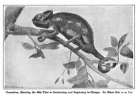 An illustration from Scientific American, Vol. 93, No. 20 (1905) (1905)