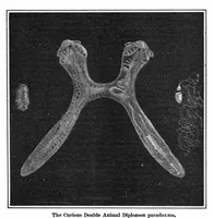 Picture 11 of 23 from Scientific American, Vol. 93, No. 20 (1905) (1905), leaf 10