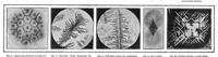 An illustration from Scientific American, Vol. 93, No. 20 (1905) (1905)