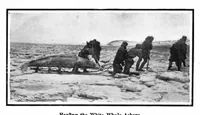 Picture 10 of 33 from Scientific American, Vol. 93, No. 25 (1905) (1905), leaf 11