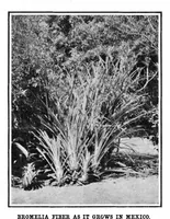 Picture 6 of 15 from Scientific American, Vol. 94, No. 3 (1906) (1906), leaf 6