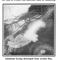 Picture 12 of 23 from Scientific American, Vol. 94, No. 6 (1906) (1906), leaf 10