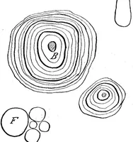 An illustration from Scientific American, Vol. 94, No. 7 (1906) (1906)