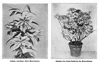 Picture 7 of 18 from Scientific American, Vol. 95, No. 10 (1906) (1906), leaf 8