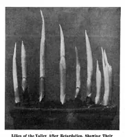 Picture 8 of 18 from Scientific American, Vol. 95, No. 10 (1906) (1906), leaf 8