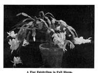 Picture 9 of 18 from Scientific American, Vol. 95, No. 10 (1906) (1906), leaf 8