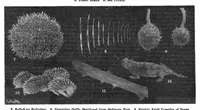 An illustration from Scientific American, Vol. 96, No. 23 (June 8, 1907) (1907)
