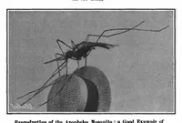An illustration from Scientific American, Vol. 97, No. 8 (August 24, 1907) (1907)