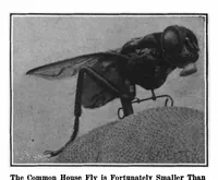 Picture 11 of 17 from Scientific American, Vol. 97, No. 8 (August 24, 1907) (1907), leaf 8
