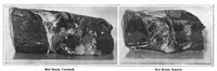 Picture 15 of 31 from Scientific American, Vol. 96, No. 2 (1907) (1907), leaf 21