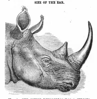 Picture 12 of 24 from Scientific American, Vol. 96, No. 5 (1907) (1907), leaf 10