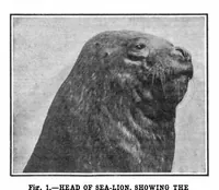 An illustration from Scientific American, Vol. 96, No. 5 (1907) (1907)
