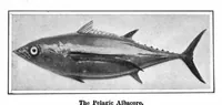 An illustration from Scientific American, Vol. 96, No. 9 (1907) (1907)