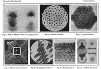 An illustration from Scientific American, Vol. 96, No. 11 (1907) (1907)