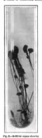 Picture 16 of 23 from Scientific American, Vol. 96, No. 11 (1907) (1907), leaf 10