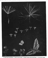 Picture 1 of 30 from Scientific American, Vol. 98, No. 9 (1908) (1908), leaf 5