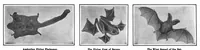 Picture 4 of 30 from Scientific American, Vol. 98, No. 9 (1908) (1908), leaf 6