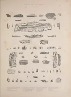 An illustration from The Silurian system, founded on geological researches in the counties of Salop, Hereford, Radnor, Montgomery, Caermarthen, Brecon, Pembroke, Monmouth, Gloucester, Worcester, and Stafford : with descriptions of the coalfields and overlying formations (1839)