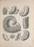 An illustration from The Silurian system, founded on geological researches in the counties of Salop, Hereford, Radnor, Montgomery, Caermarthen, Brecon, Pembroke, Monmouth, Gloucester, Worcester, and Stafford : with descriptions of the coalfields and overlying formations (1839)