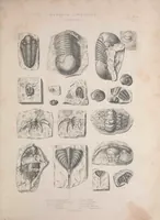 An illustration from The Silurian system, founded on geological researches in the counties of Salop, Hereford, Radnor, Montgomery, Caermarthen, Brecon, Pembroke, Monmouth, Gloucester, Worcester, and Stafford : with descriptions of the coalfields and overlying formations (1839)