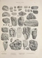 An illustration from The Silurian system, founded on geological researches in the counties of Salop, Hereford, Radnor, Montgomery, Caermarthen, Brecon, Pembroke, Monmouth, Gloucester, Worcester, and Stafford : with descriptions of the coalfields and overlying formations (1839)