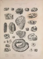 An illustration from The Silurian system, founded on geological researches in the counties of Salop, Hereford, Radnor, Montgomery, Caermarthen, Brecon, Pembroke, Monmouth, Gloucester, Worcester, and Stafford : with descriptions of the coalfields and overlying formations (1839)