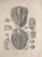 An illustration from The Silurian system, founded on geological researches in the counties of Salop, Hereford, Radnor, Montgomery, Caermarthen, Brecon, Pembroke, Monmouth, Gloucester, Worcester, and Stafford : with descriptions of the coalfields and overlying formations (1839)