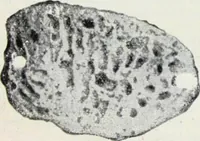 An illustration from The Alabastine Stencil Catalog (1920)