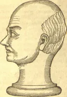 An illustration from The phrenological characters and talents of Henry Clay, Daniel Webster, John Quincy Adams, Wlliam Henry Harrison, and Andrew Jackson : as given by the most distinguished phrenologists in the United States, also notes on the same, with a brief analysis of the fundamental powers of the human mind as manifested through the brain (1844)
